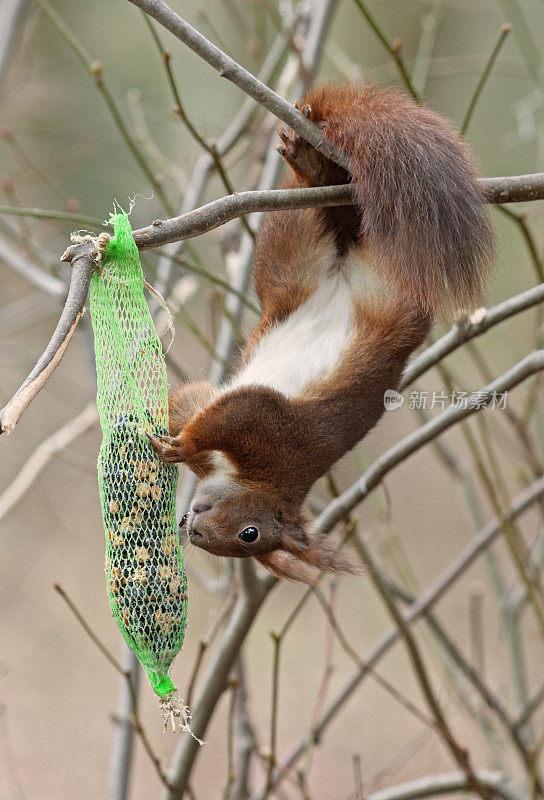 红松鼠(Sciurus vulgaris)